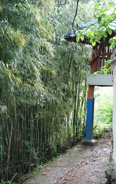A narrow path through dense bamboo leading to a gate