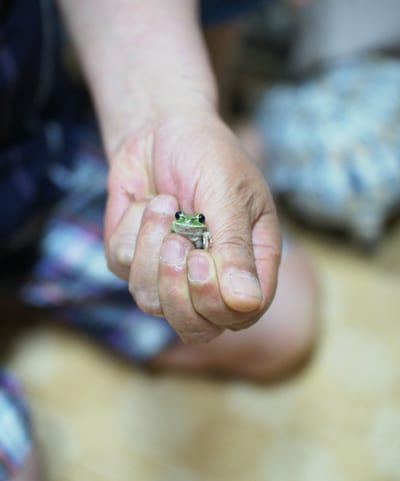 A grandfather's hand holding a small green tree frog