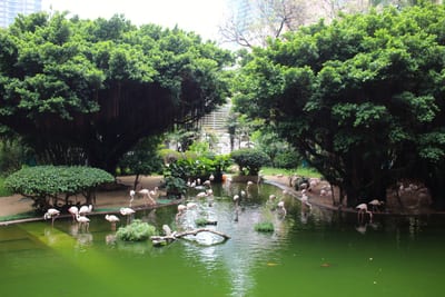 Flamingos standing in the green water of a park pond under banyan trees