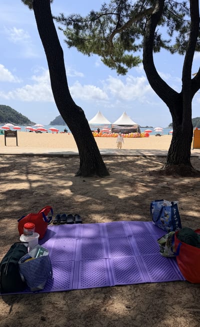 An empty picnic mat under pine trees, the sea beyond